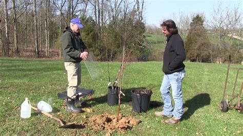 How to Plant an Apple Tree .